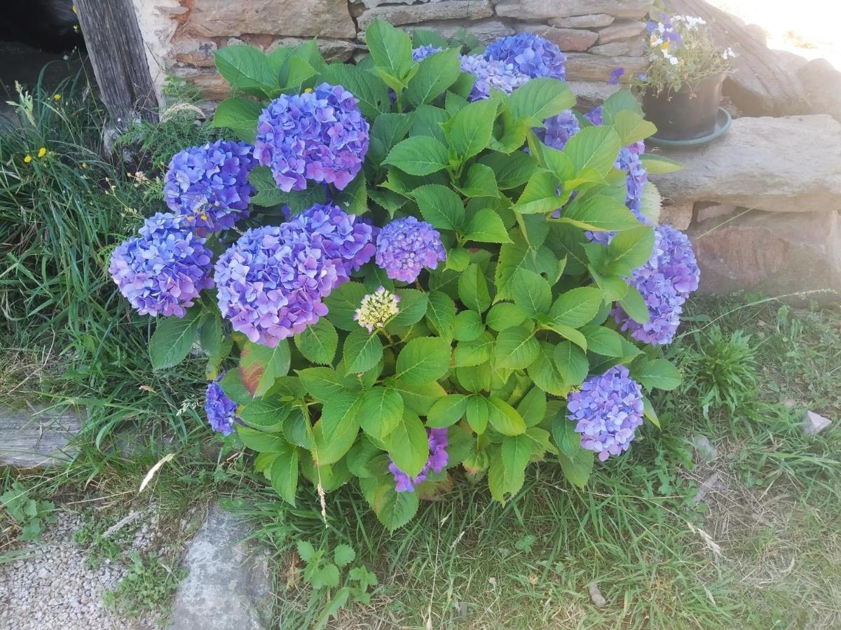 Apartamento Felicitas En La Casa De Cobos, Ribeira Sacra Puebla Del Brollon Eksteriør bilde